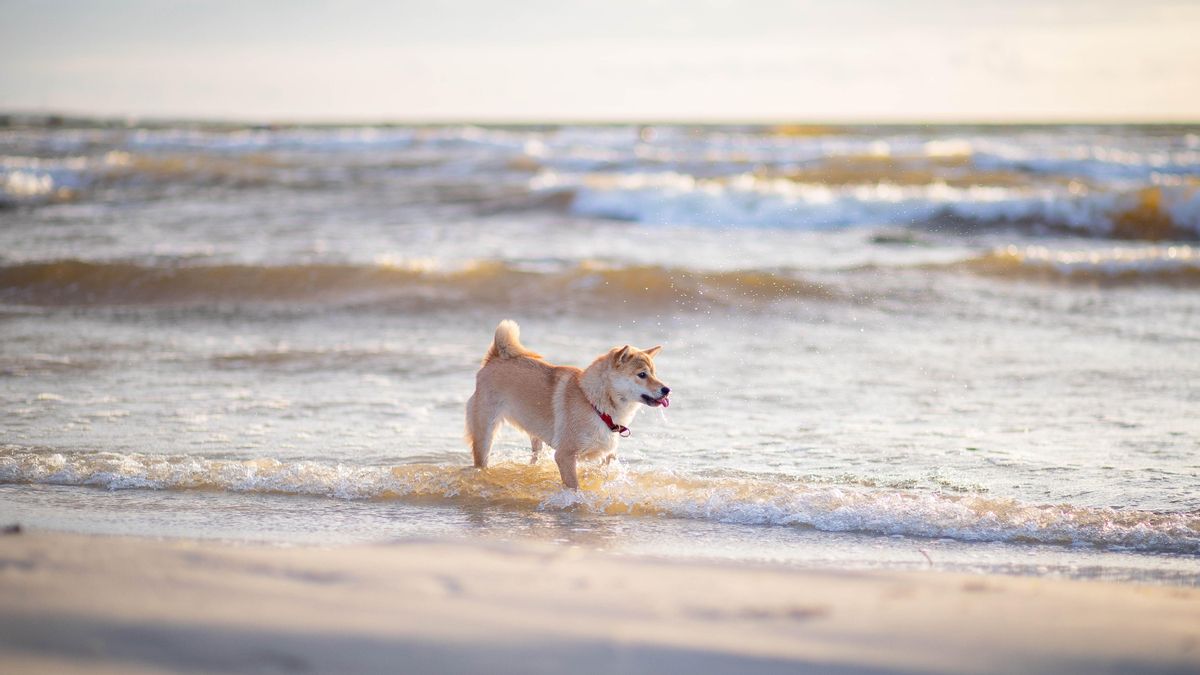Perro en una playa
