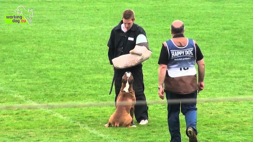 Los mejores perros bóxer del mundo, este fin de semana en La Rioja