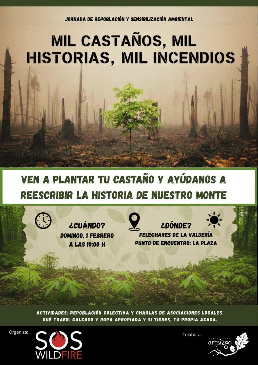 Información sobre la plantación de castaños en Felechares, organizada por Arraizgo.