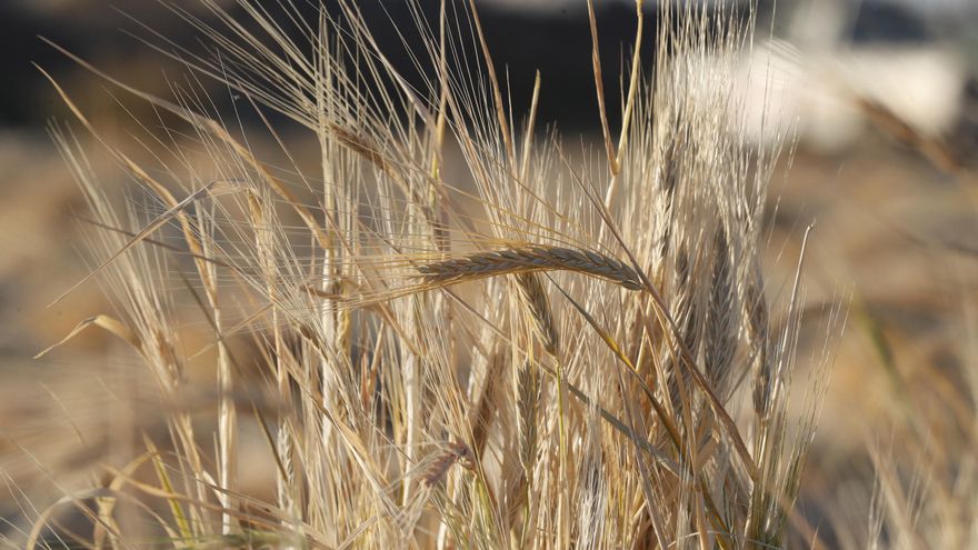 Un campo de trigo, en una fotografía de archivo. EFE/EPA/YAHYA ARHAB