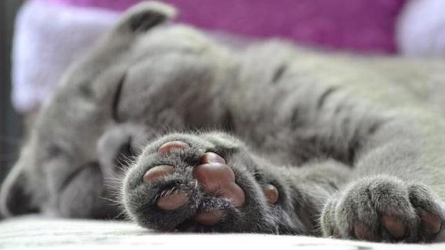 ¿Por qué los gatos nos dan masajes con las patas?