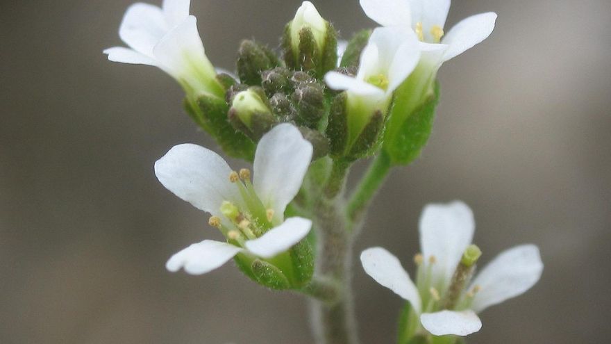 Las "inteligencia celular distribuida" de las plantas: esto es lo que hacen para sobrevivir a la escasez de fósforo