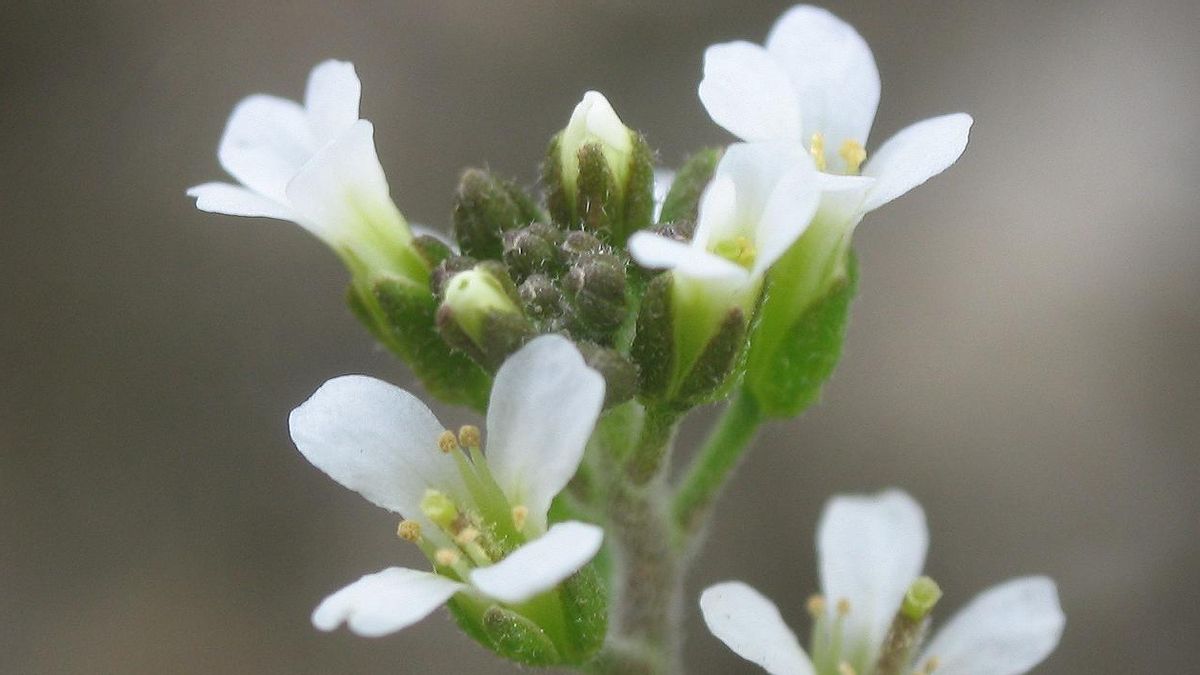 Las "inteligencia celular distribuida" de las plantas: esto es lo que hacen para sobrevivir a la escasez de fósforo