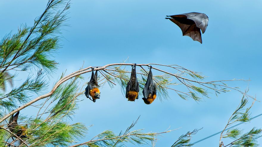 Usan por primera vez ‘mosquitos-vacuna’ para inmunizar a murciélagos y frenar la propagación de virus letales