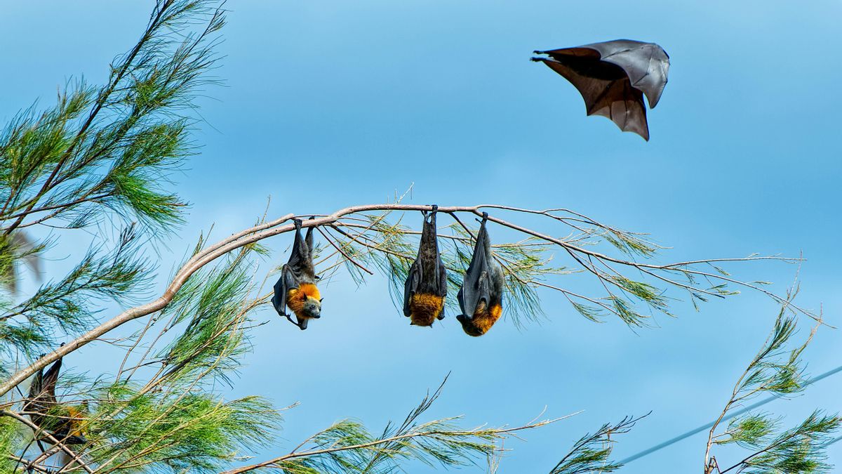 Un grupo de zorros voladores, transmisores del virus Nipah.