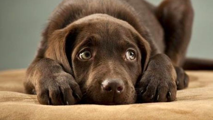 La Noche de San Juan y los petardos, una pesadilla para los animales