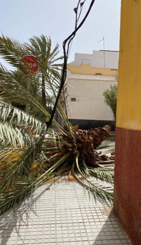 La copa de una palmera, en plena vía tras caerse este domingo en el barrio de Schamann, en Las Palmas de Gran Canaria.