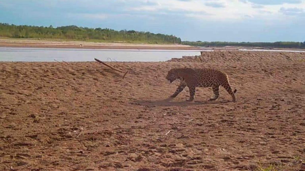 El jaguar o yaguareté es el depredador tope del Chaco argentino. Foto: Fundación Rewilding