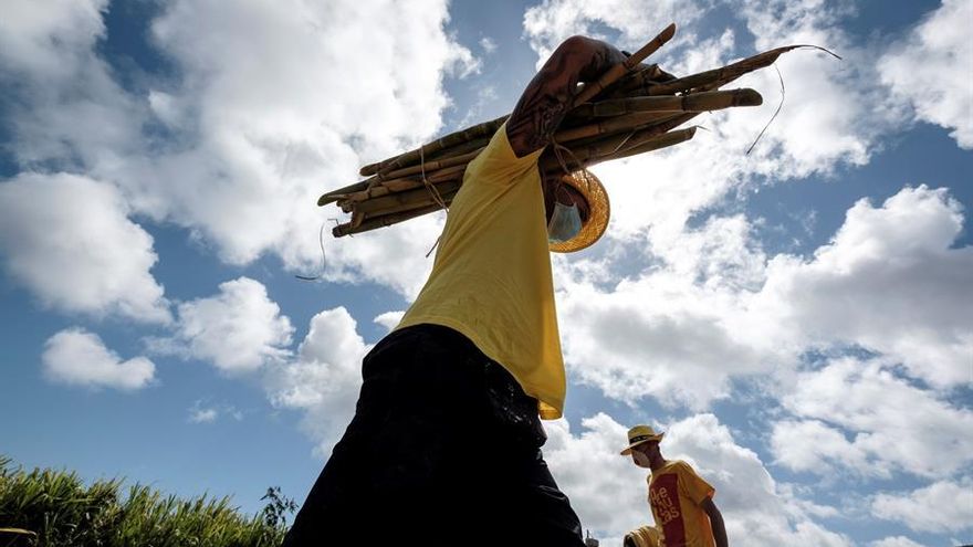 Recogida de caña en el municipio de Arucas, en Gran Canaria, para la destilería de ron