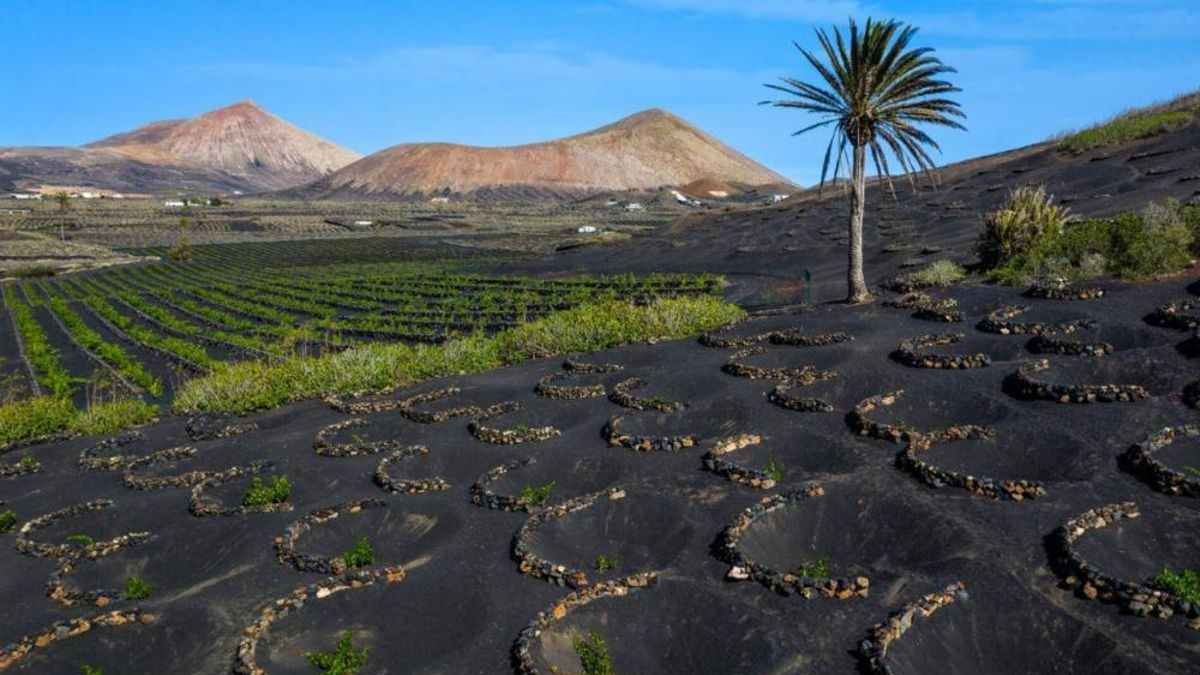 El paisaje La Geria, ganador del Premio Endecan a la Sostenibilidad por su ejemplo de adaptación, resiliencia y conservación
