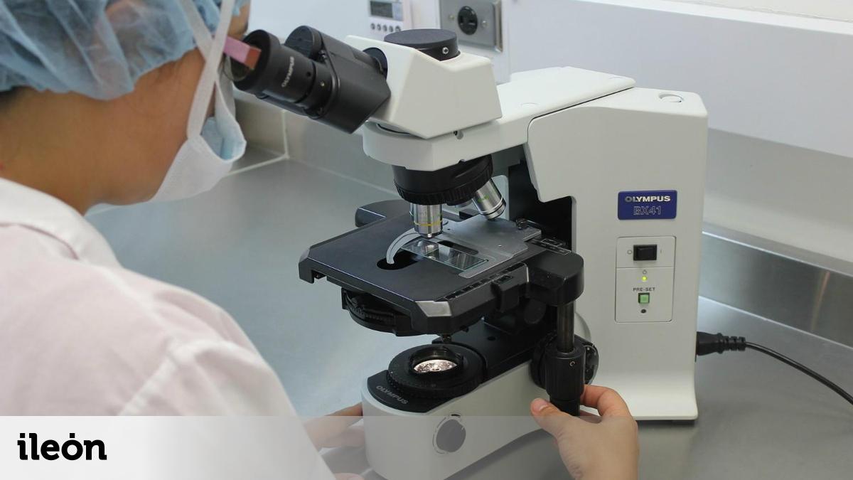 スペインの科学者は、タンパク質の欠如がマウスの結腸癌を開始することを検出します