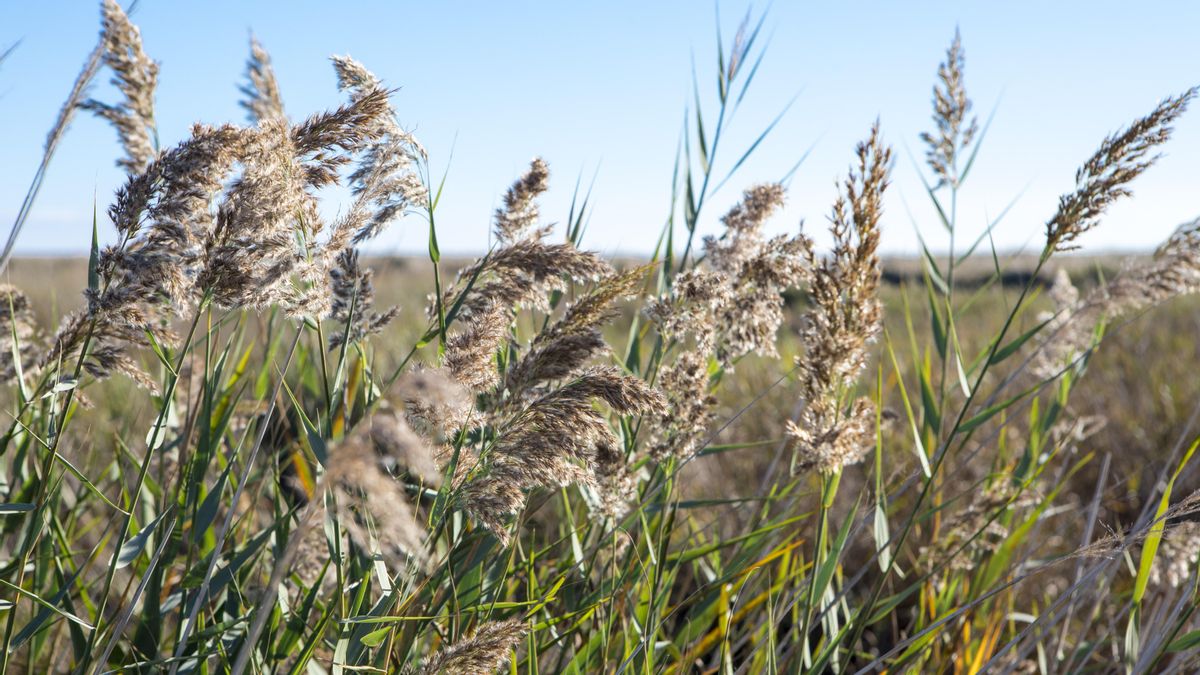 Parque Natural del Prat de Cabanes-Torreblanca, Plana Alta (Castellón).