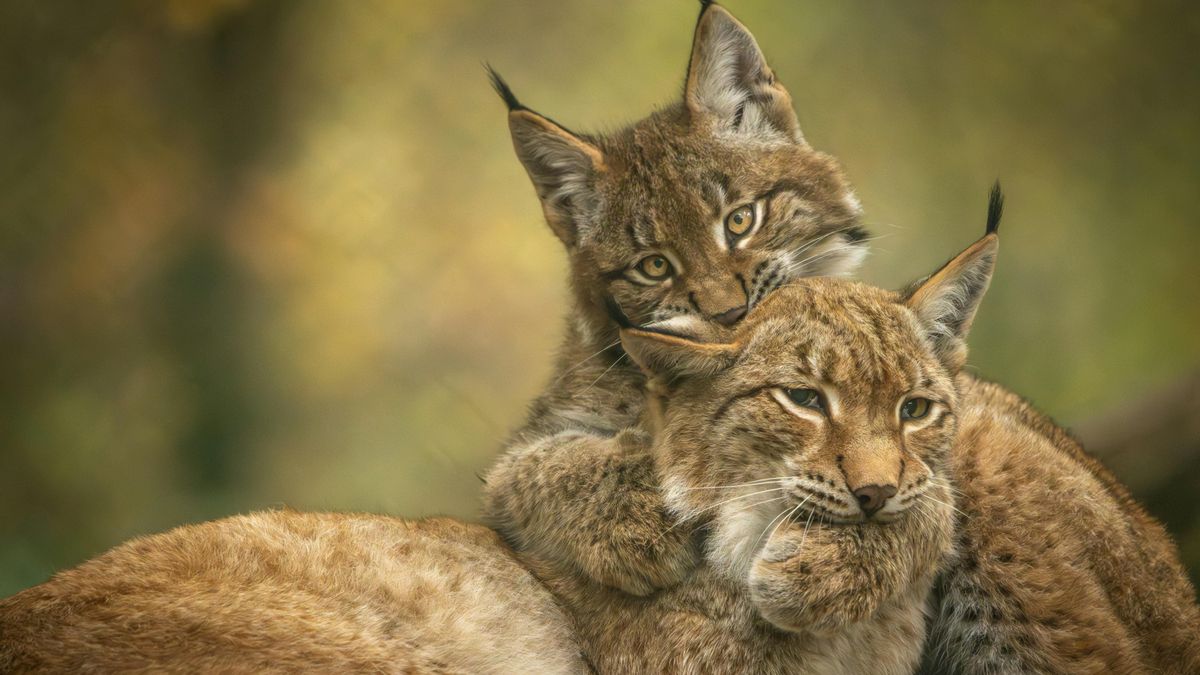 Dos linces euroasiáticos acurrucándose en la naturaleza.