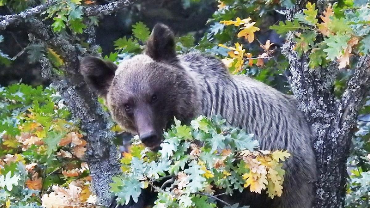 El aumento de temperaturas afectará a robles, hayas y avellanos de la Cordillera Cantábrica reduciendo alimento al oso pardo