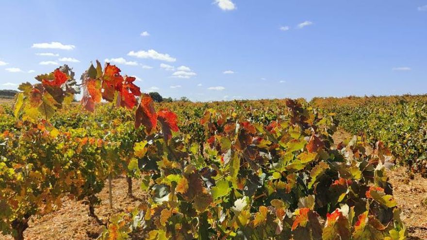 La desconocida potencialidad de Guadalajara en el sector del vino: “Vamos a crear una Ruta de Enoturismo”