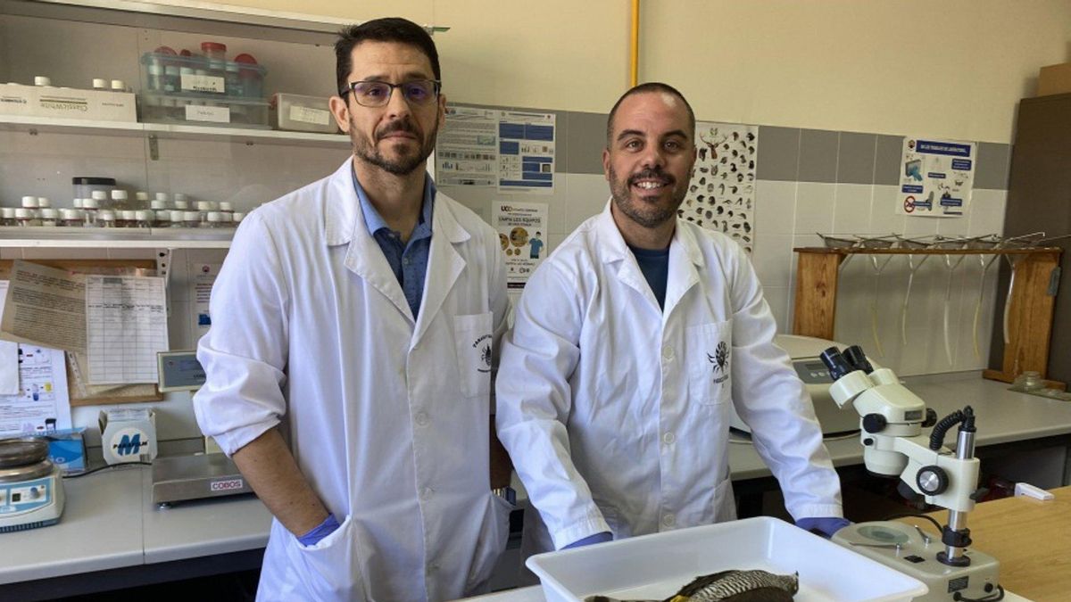 Rafael Zafra (izda.) y Pablo Rufino (dcha) con un ejemplar de ave rapaz de las que utilizan en sus estudios.