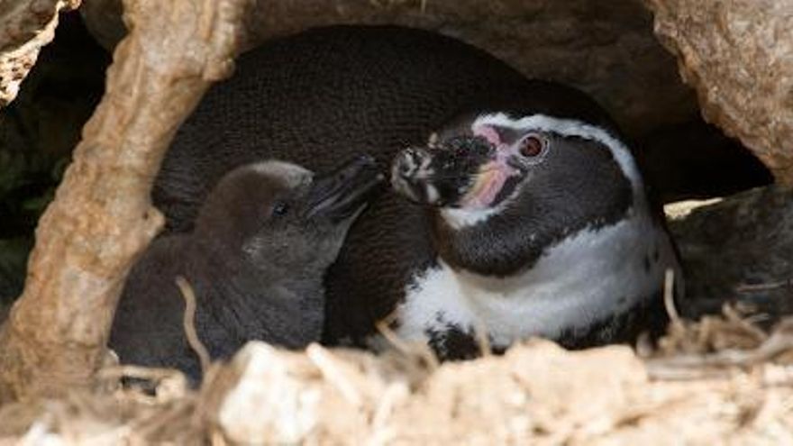 Día Mundial de los Pingüinos: tres proyectos para salvarlos traen esperanza en Argentina, Chile y Perú