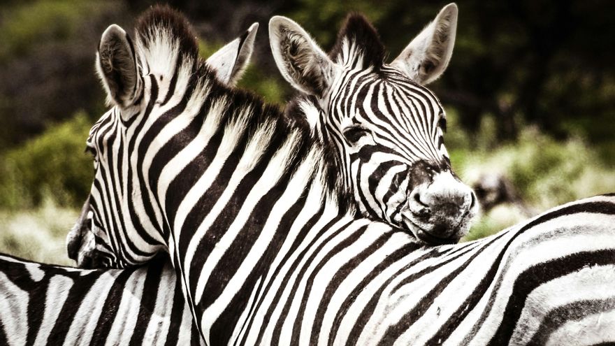Día Mundial de las Enfermedades Poco Frecuentes: el poder de las cebras
