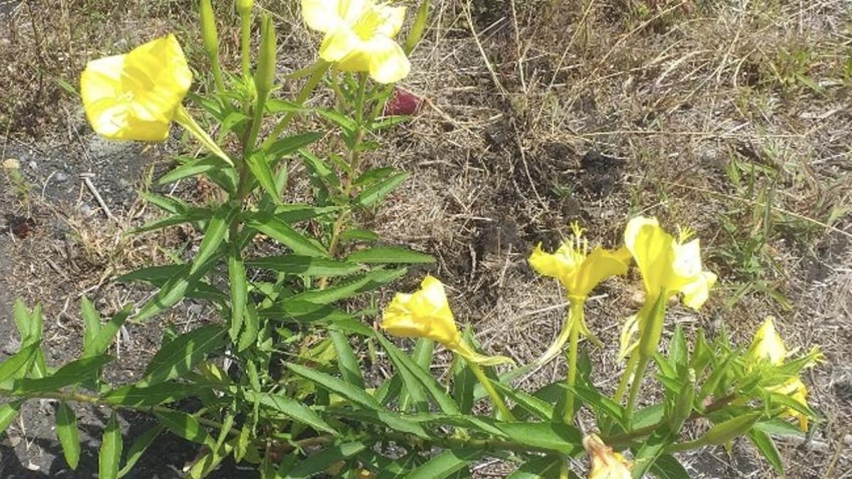 ¿Las onagras invaden Canarias? (Oenothera spp. / Onagraceae)