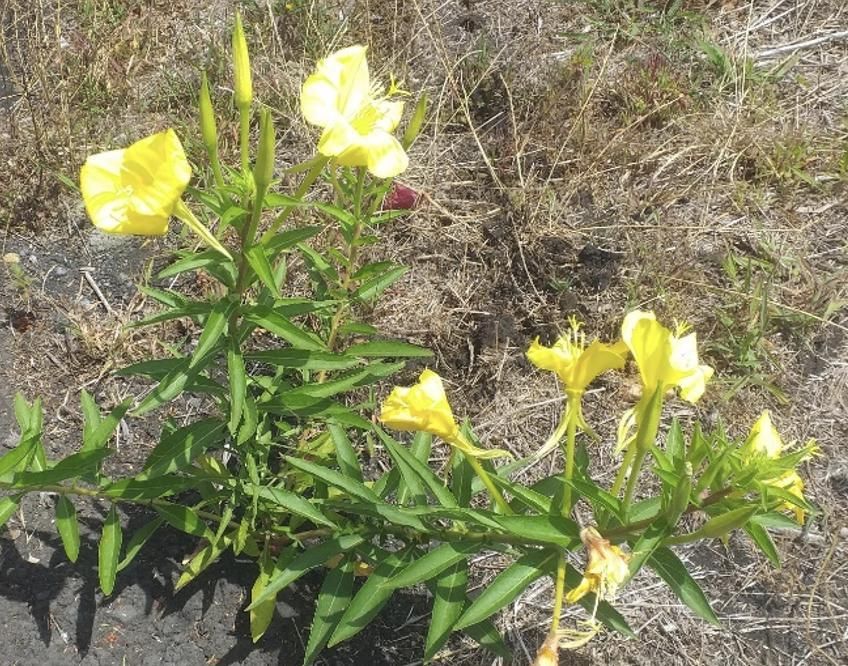 Oenothera sp., en La Rosa, Villa de Mazo (La Palma). Foto: PLPP.