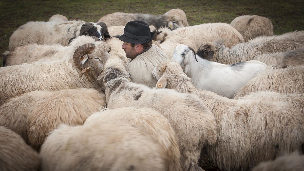 El pastor Juan Alonso rodeado de sus ovejas.