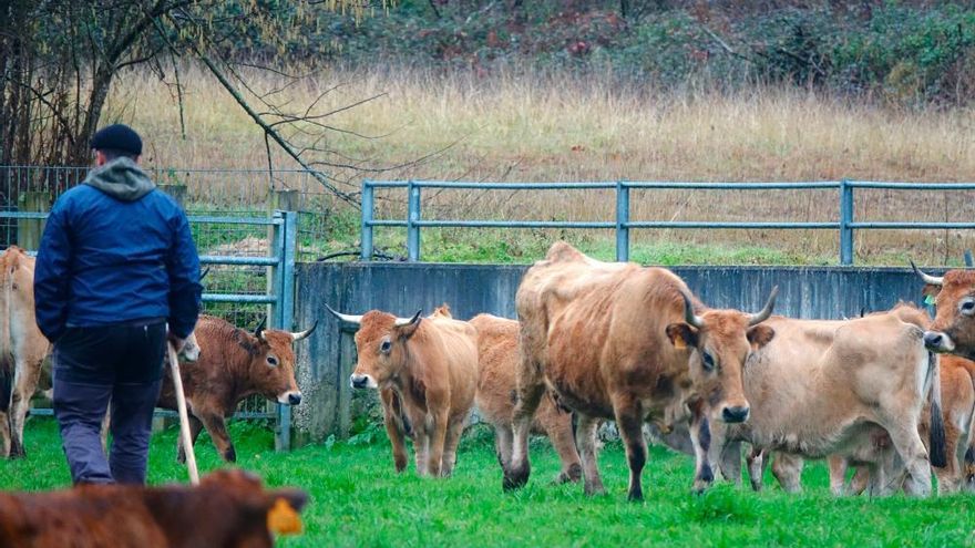 El Principado impulsa el relevo generacional en el campo con 193 nuevos profesionales gracias al plan 'Incorpórate al agro'