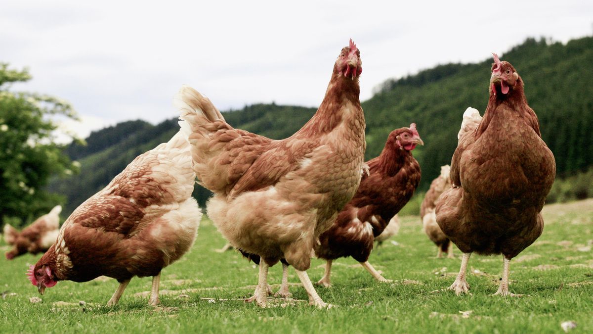 Estos 99 municipios de Extremadura no pueden criar aves de corral al aire libre