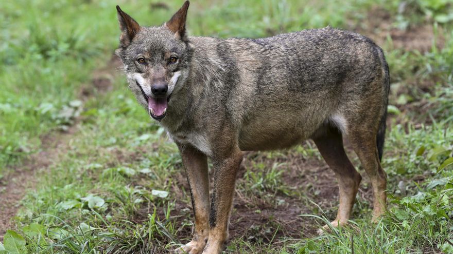 El Gobierno de Asturias retoma el control del lobo un mes después de su salida del Lespre