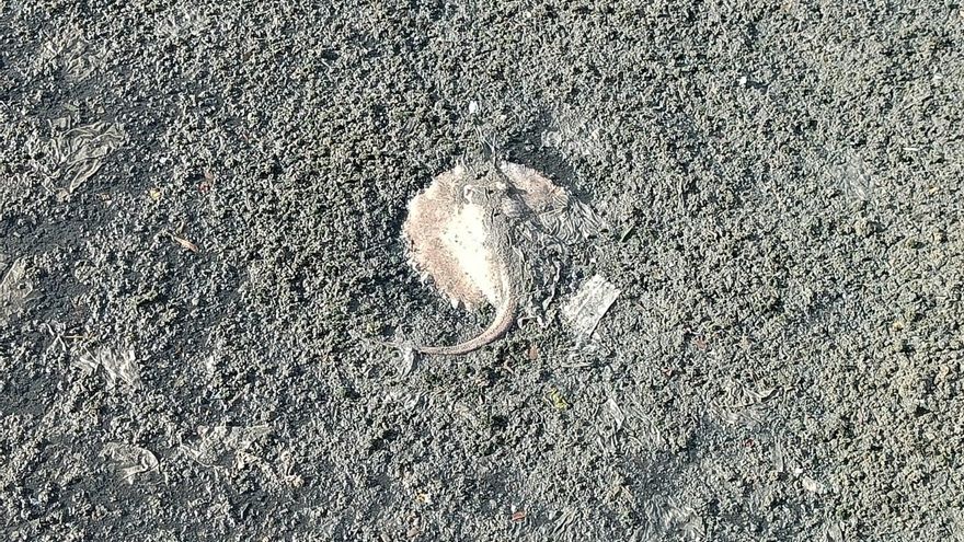 Animal muerto en el Charco de San Ginés, rodeado de toallitas