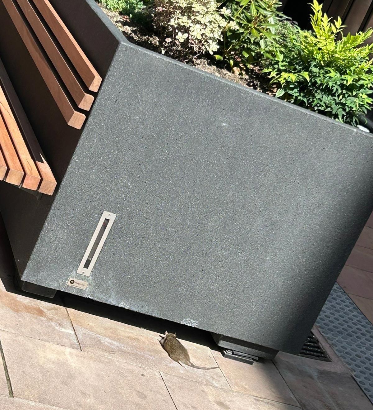 Rata en la Ciudad de León.