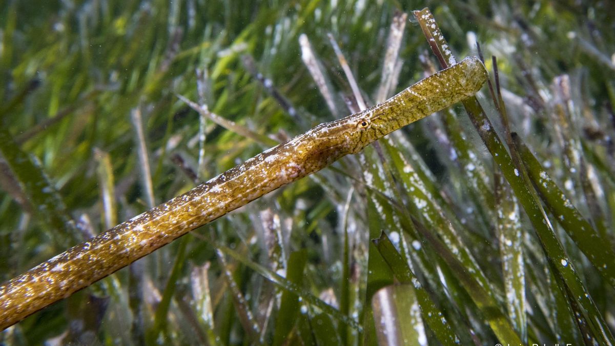 Un ejemplar de pez pipa, Syngnathus typhle, según su nombre científico