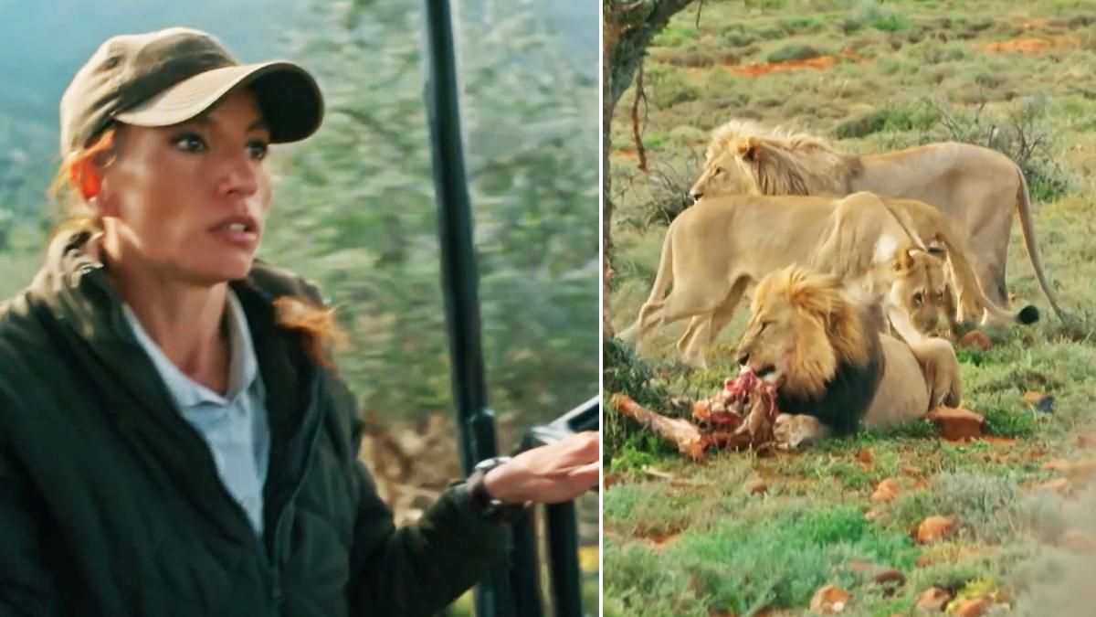 Fabiola Jones localiza a una familia de leones