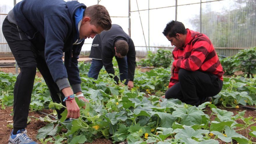 Abierta la inscripción de los cursos ocupacionales de las escuelas de capacitación agraria en Canarias