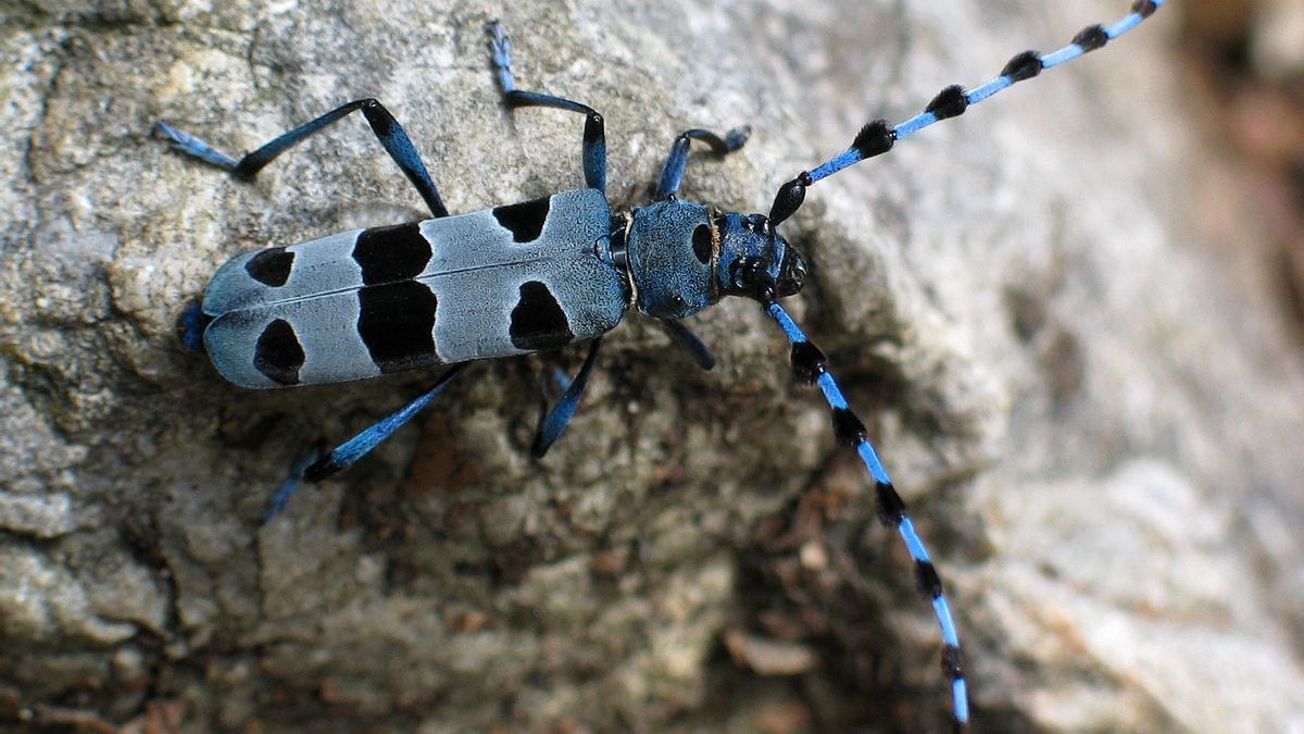 Insecto rosalía alpina