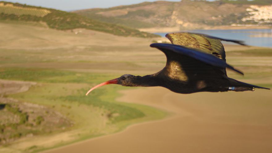 Barra libre para matar ibis: Italia pone en peligro la recuperación de una de las aves más amenazadas de Europa