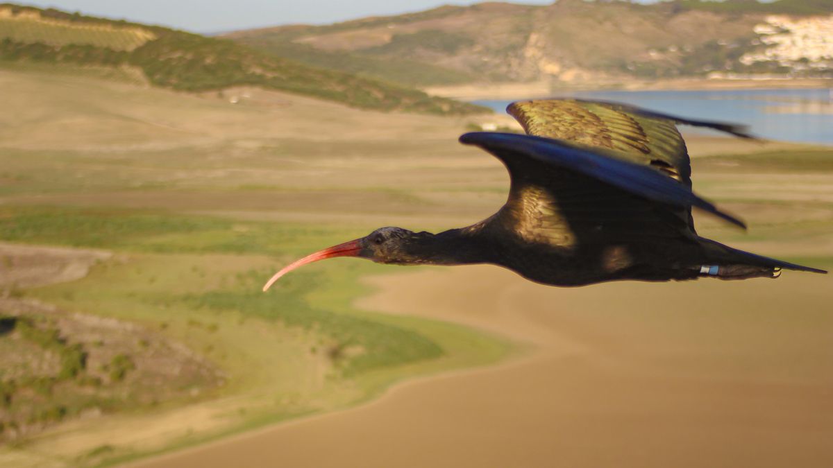 Juvenil de ibis eremita en vuelo durante la migración guiada por humanos.