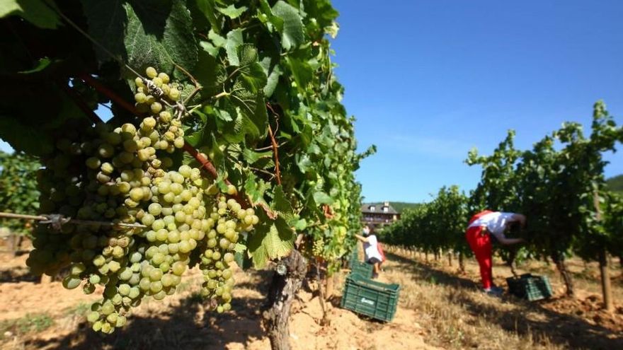 Revuelta en León contra la "aberración" de que la Junta autorice el uso de uva godello a la DO vallisoletana de Rueda