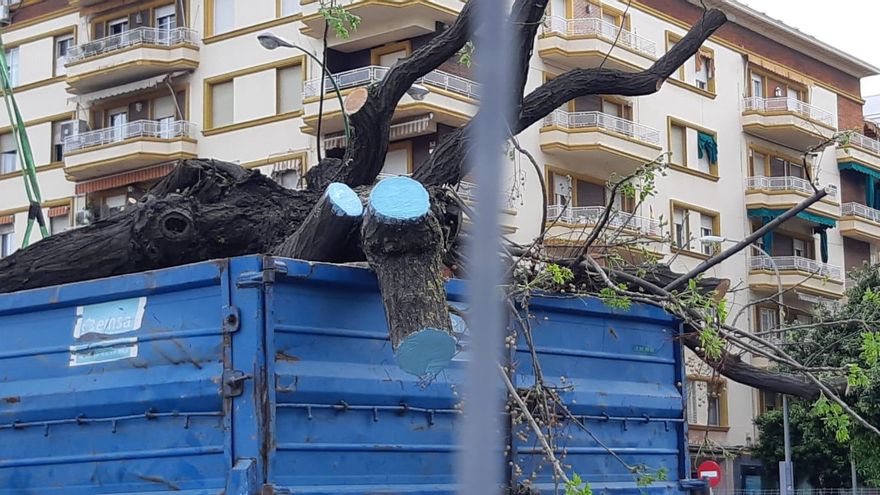 Árboles en un camión antes de ser trasladados.