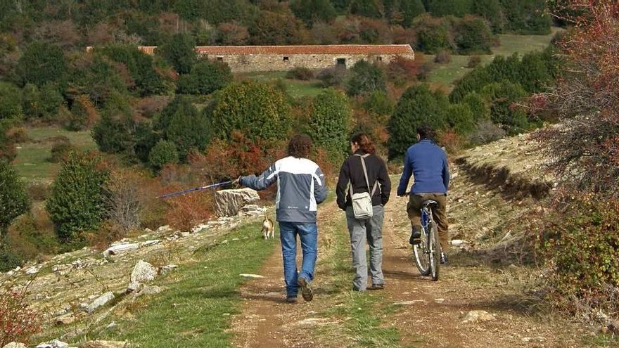 Esta ruta de senderismo te lleva a Soria por uno de los acebales más extensos y mejor conservados de Europa