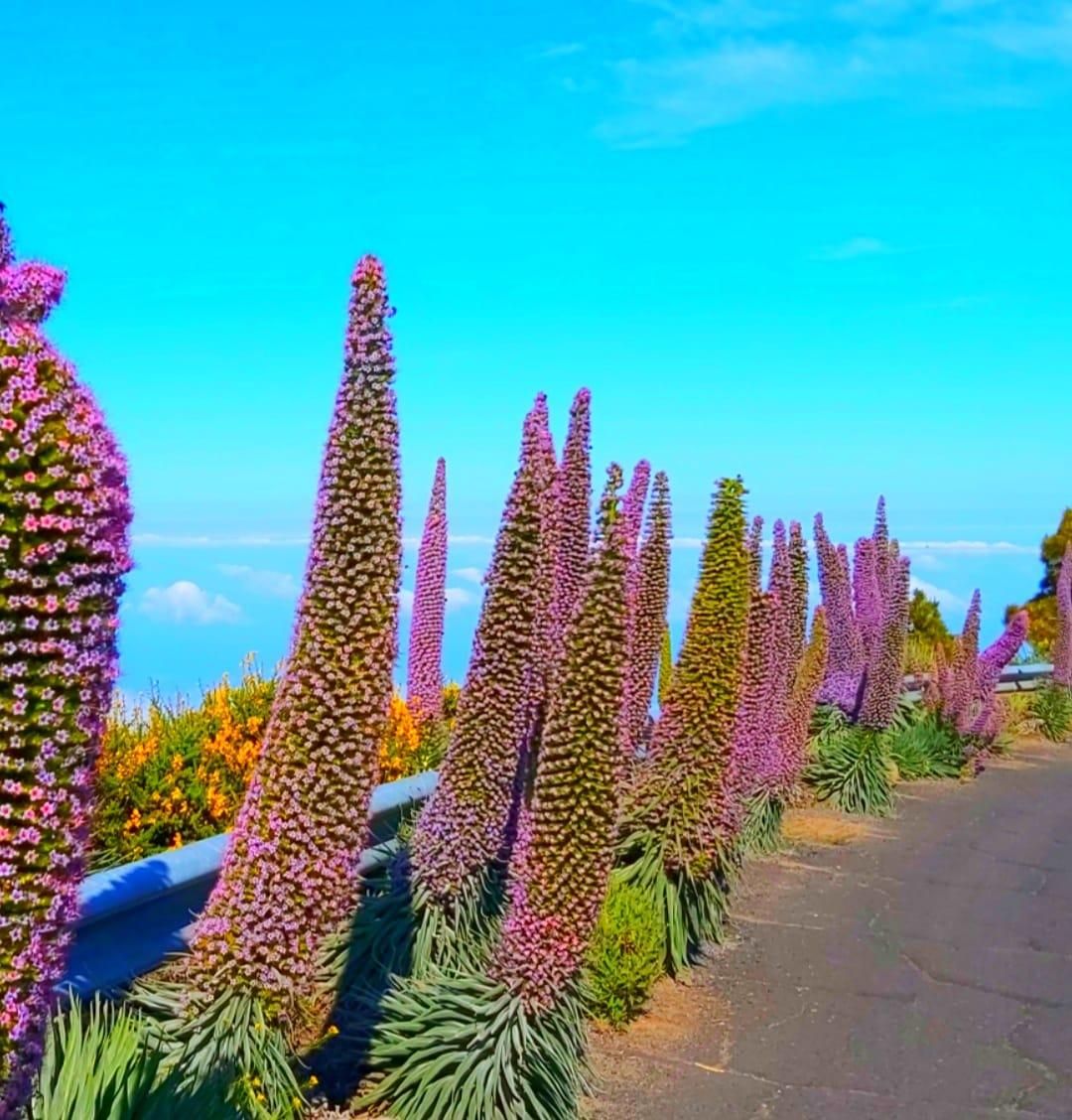 Ejemplares de tajinaste rosado en la carretera LP-4. Foto: INÉS SÁNCHEZ