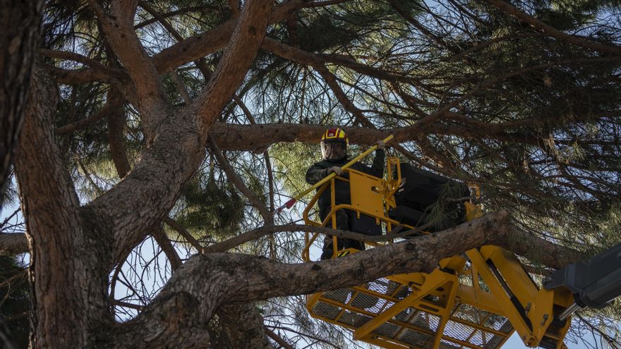 El podador Antonio Terrones, sobre una plataforma, en la Casa de Campo tras el paso de Filomena.