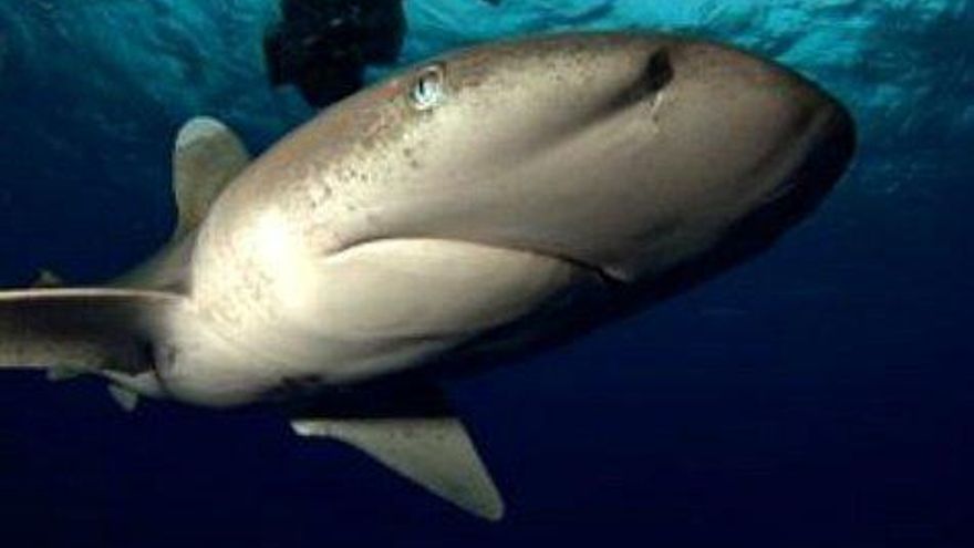 Uno de los tiburones longimanus a los que Jesus Calleja se enfrentó. (Fuente: jesuscalleja.es)