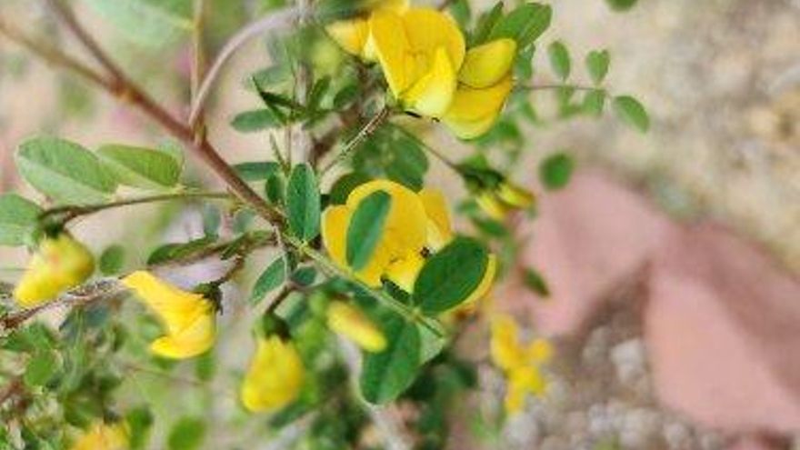 Flores de espantalobos para salvar mariposas en peligro de extinción