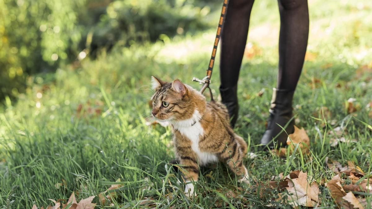 "Hay tantas razones para pasear a los gatos con correa como a los perros": un estudio cuestiona las diferentes normas para ambas especies