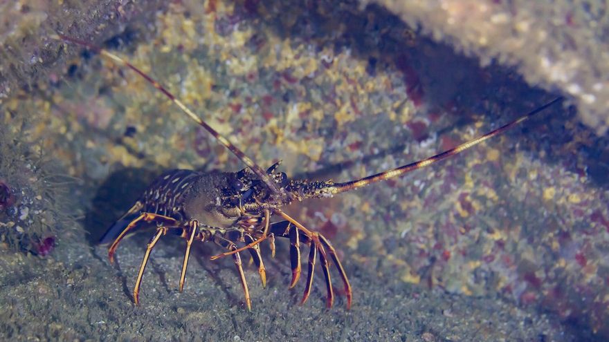 ¿Las langostas nadan, caminan o saltan? La pregunta que casi ocasiona un conflicto a gran escala entre Francia y Brasil