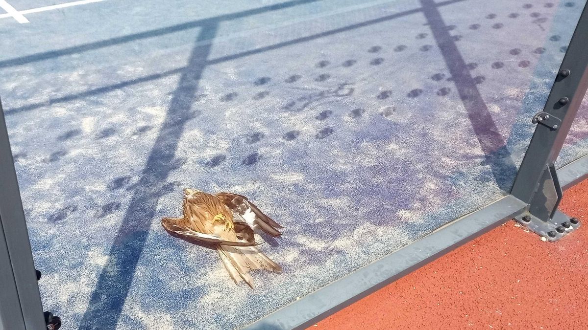 Milano real (especie en peligro de extinción) víctima de colisión en una pista de pádel