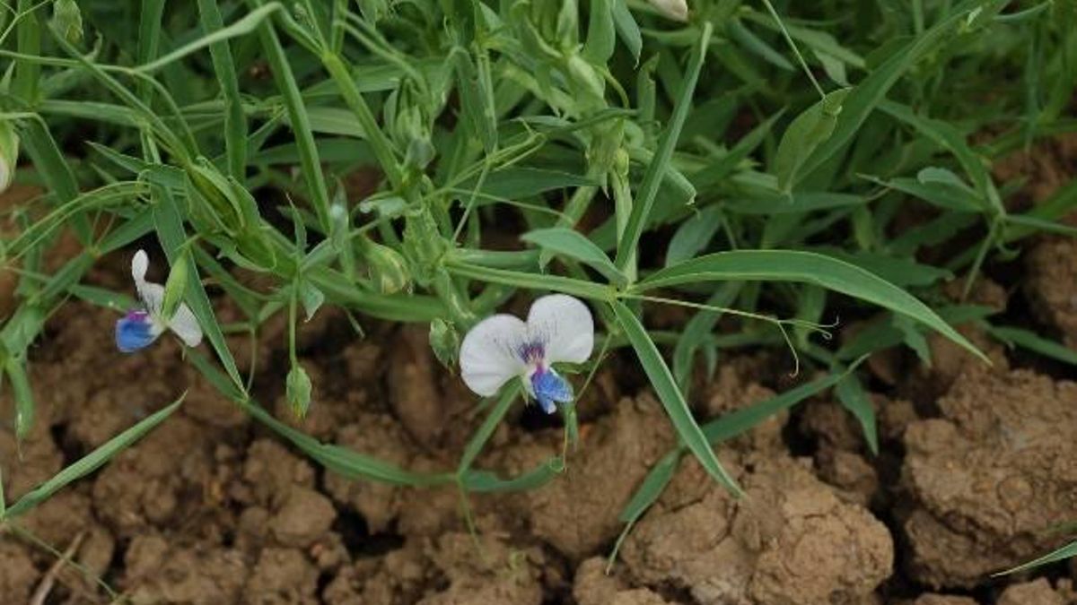 Registran dos variedades de almorta, la base de las gachas, para crear una denominación de origen