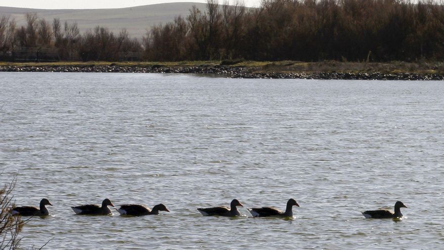 Confirman la muerte por gripe aviar de anátidas en las Lagunas de Villafáfila (Zamora)