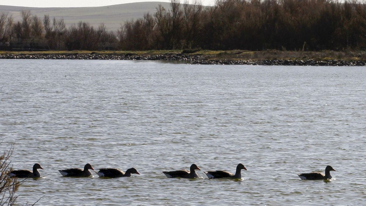 Alertan del deterioro ambiental de la reserva de las lagunas de Villafáfila, en Zamora