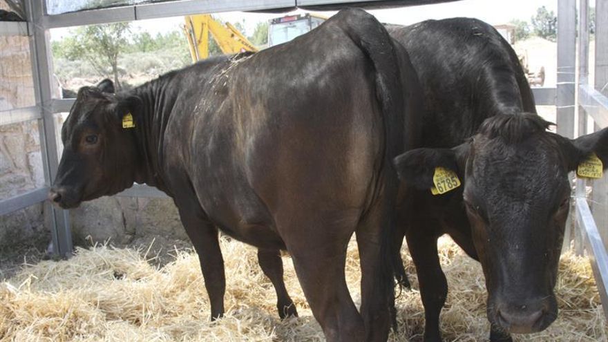 La raza nipona "wagyu", el ibérico del vacuno que se cuela en la dehesa